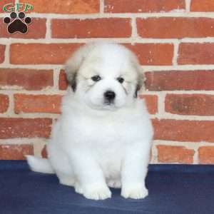 Queenie, Great Pyrenees Puppy